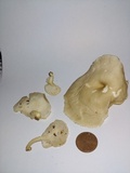 Lentinus swartzii image