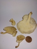 Lentinus swartzii image