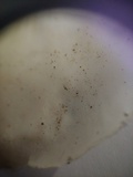 Lentinus swartzii image