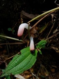 Mutinus bambusinus image