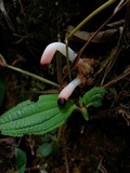 Mutinus bambusinus image
