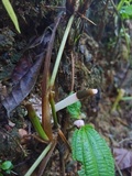 Mutinus bambusinus image