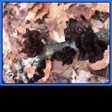 Exidia recisa image