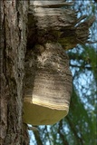Fomitopsis officinalis image