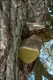Fomitopsis officinalis image