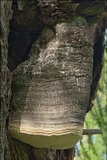 Fomitopsis officinalis image