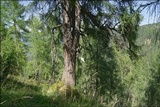 Fomitopsis officinalis image