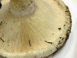 Lactarius resimus image