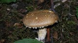 Stropharia kauffmanii image
