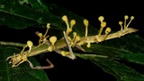 Image of Beauveria diapheromeriphila