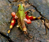 Ophiocordyceps amazonica image