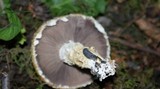 Stropharia kauffmanii image