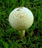 Amanita manicata image
