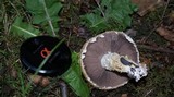 Stropharia kauffmanii image