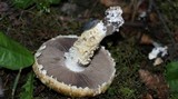 Stropharia kauffmanii image