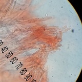 Hydnum zongolicense image