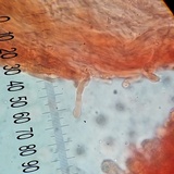 Hydnum zongolicense image