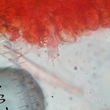 Hydnum zongolicense image