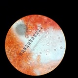Hydnum zongolicense image