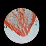 Hydnum zongolicense image