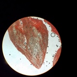 Hydnum zongolicense image