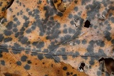 Dicarpella dryina image