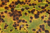 Dicarpella dryina image
