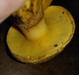 Gymnopilus subspectabilis image