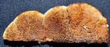 Gloeophyllum sepiarium image