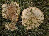 Ganoderma sessile image