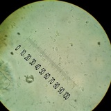 Cyphellostereum pusiolum image