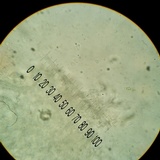 Cyphellostereum pusiolum image