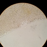 Cyphellostereum pusiolum image