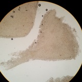 Cyphellostereum pusiolum image