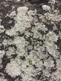 Physcia subtilis image