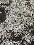 Physcia subtilis image
