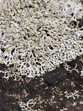 Physcia subtilis image