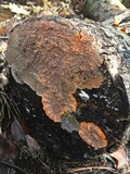 Phlebia radiata image