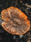 Phlebia radiata image