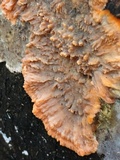 Phlebia radiata image