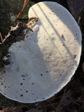 Trametes gibbosa image