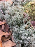 Cladonia furcata image