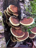 Phellinus gilvus image