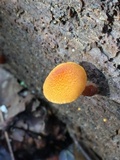 Pholiota granulosa image