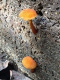 Pholiota granulosa image
