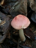 Mycena rosea image