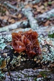 Phaeotremella frondosa image