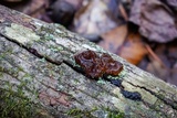 Phaeotremella foliacea image
