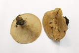 Lactarius subvillosus image