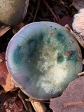 Lactarius paradoxus image